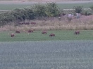 Foto: Herde Wildschweine mit Frischlingen schon den 2. Abend auf den Feldern hinter Ruhlsdorfer Str. 9, 10 und An den Weiden 