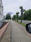 Foto: Wildwuchs Baumbereich 