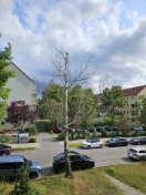 Foto: abgestorbene Birke 