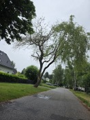 Foto: Kranker Baum 
