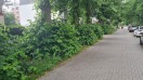 Foto: Wildwuchs Baumscheibe  