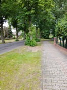 Foto: Straßenbäume 