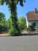 Foto: Straßenbäume 