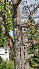 Foto: Toter Baum  