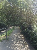 Foto: Dornenhecke wächst in Schulweg 