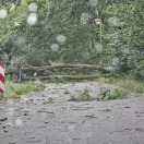 Foto: Umgestürzter Baum 