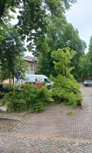 Foto: Baumblockade 