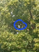 Foto: Durch den Sturm  abgebrochener groß Ast  