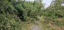 Foto: Umgestürzter Baum 