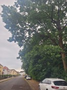 Foto: Rückschnitt Bäume 