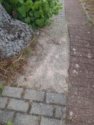 Foto: Gehweg komplett durch Riedebeck  