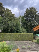 Foto: toter Baum Umsturzgefahr 