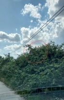 Foto: Verkehrsschild zugewachsen  