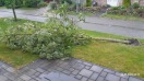 Foto: Baum umgefallen am 26.06,2025 gegen 18:00 Uhr 
