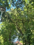 Foto: Astbruch 