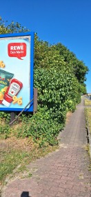 Foto: Hecke ragr auf den Fußweg 