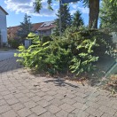 Foto: Wildwuchs Robinie - Verletzungsgefahr 