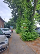 Foto: Wildwuchs Linden 