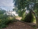 Foto: umgestürzter Baum auf dem Spielplatz  
