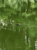 Foto: Schildkröte  