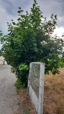 Foto: Straße halb zugewachsen  