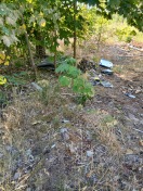 Foto: Asbestplatten und Müll am Waldweg 