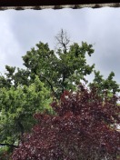 Foto: Trockene Äste in der Krone  
