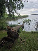 Foto: Baum in See gestürzt 