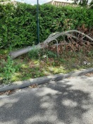 Foto: Baumbruch 