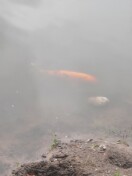Foto: Koi im Düppelteich? 