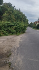 Foto: Wuchernde Büsche 