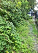 Foto: Wildwuchs am Bahnhofs Parkplatz  