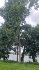 Rüdersdorf bei Berlin: Gefährdeter/ gegährdender Baum   Foto: Gefährdeter/ gegährdender Baum