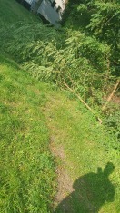 Foto: Baum abgeknickt 