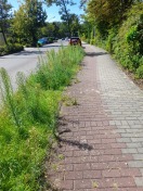 Foto: Unkraut auf Radweg  