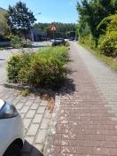 Foto: Unkraut 