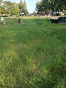 Foto: Friedhof Schulzenhöhe wächst zu 