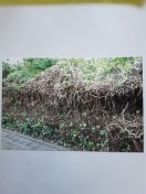 Foto: Radikalschnitt einer Hecke während des geschützten Zeitraums 