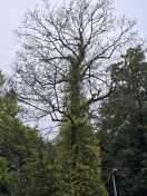 Foto: Nicht grünender Baum 