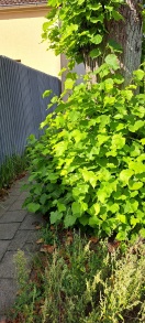 Foto: Wege freimachen 