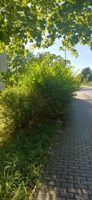 Foto: Wildwuchs Fußweg  