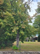 Foto: Baum 