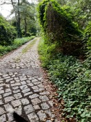 Foto: Baum und Sträucher Wildwuchs  