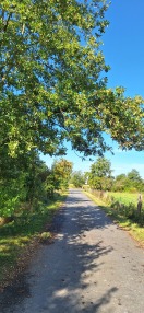 Foto: Baumschnitt 
