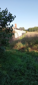 Foto: Verwilderte Wiese 