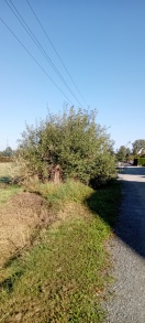 Foto: Weidenkätzchen 