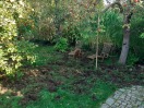 Foto: Wildschweine 