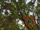 Foto: Gefahr durch großen abgebrochenen Ast 