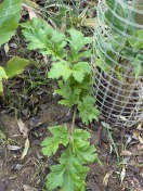 Foto: Riesen Bärenklau 