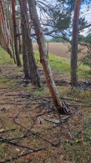 Foto: Müll im Wald 